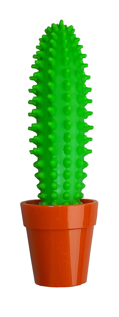 Kaktus
